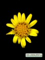 Limbarda crithmoides (Golden samphire) - CLICK TO ENLARGE PHOTO