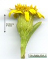 Limbarda crithmoides (Golden samphire) - CLICK TO ENLARGE PHOTO
