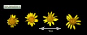 Limbarda crithmoides (Golden samphire) - CLICK TO ENLARGE PHOTO