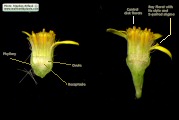 Limbarda crithmoides (Golden samphire) - CLICK TO ENLARGE PHOTO