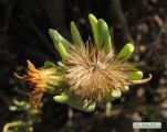 Limbarda crithmoides (Golden samphire) - CLICK TO ENLARGE PHOTO