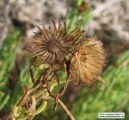Limbarda crithmoides (Golden samphire) - CLICK TO ENLARGE PHOTO