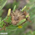 Limbarda crithmoides (Golden samphire) - CLICK TO ENLARGE PHOTO