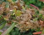 Limbarda crithmoides (Golden samphire) - CLICK TO ENLARGE PHOTO
