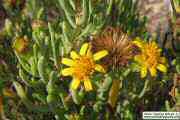 Limbarda crithmoides (Golden samphire) - CLICK TO ENLARGE PHOTO