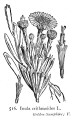 Limbarda crithmoides (Golden samphire) - CLICK TO ENLARGE PHOTO