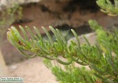 Limbarda crithmoides (Golden samphire) - CLICK TO ENLARGE PHOTO