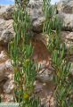 Limbarda crithmoides (Golden samphire) - CLICK TO ENLARGE PHOTO