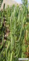 Limbarda crithmoides (Golden samphire) - CLICK TO ENLARGE PHOTO