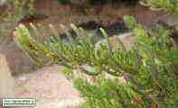 Limbarda crithmoides (Golden samphire) - CLICK TO ENLARGE PHOTO