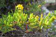 Limbarda crithmoides (Golden samphire) - CLICK TO ENLARGE PHOTO
