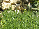 Limbarda crithmoides (Golden samphire) - CLICK TO ENLARGE PHOTO
