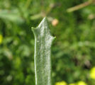 Limbarda crithmoides (Golden samphire) - CLICK TO ENLARGE PHOTO