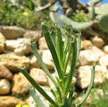Limbarda crithmoides (Golden samphire) - CLICK TO ENLARGE PHOTO