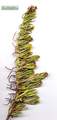 Limbarda crithmoides (Golden samphire) - CLICK TO ENLARGE PHOTO