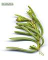 Limbarda crithmoides (Golden samphire) - CLICK TO ENLARGE PHOTO