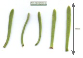 Limbarda crithmoides (Golden samphire) - CLICK TO ENLARGE PHOTO