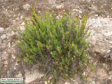 Limbarda crithmoides (Golden samphire) - CLICK TO ENLARGE PHOTO