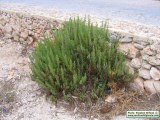 Limbarda crithmoides (Golden samphire) - CLICK TO ENLARGE PHOTO