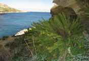 Limbarda crithmoides (Golden samphire) - CLICK TO ENLARGE PHOTO