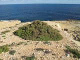 Limbarda crithmoides (Golden samphire) - CLICK TO ENLARGE PHOTO