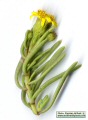 Limbarda crithmoides (Golden samphire) - CLICK TO ENLARGE PHOTO