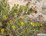 Limbarda crithmoides (Golden samphire) - CLICK TO ENLARGE PHOTO