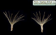 Limbarda crithmoides (Golden samphire) - CLICK TO ENLARGE PHOTO