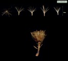 Limbarda crithmoides (Golden samphire) - CLICK TO ENLARGE PHOTO