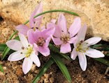 Colchicum cupanii (Mediterranean meadow saffron) - CLICK TO ENLARGE PHOTO