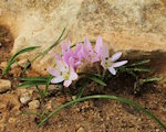 Colchicum cupanii (Mediterranean meadow saffron) - CLICK TO ENLARGE PHOTO