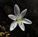 Colchicum cupanii (Mediterranean meadow saffron) - CLICK TO ENLARGE PHOTO