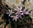 Colchicum cupanii (Mediterranean meadow saffron) - CLICK TO ENLARGE PHOTO