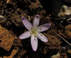 Colchicum cupanii (Mediterranean meadow saffron) - CLICK TO ENLARGE PHOTO