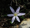 Colchicum cupanii (Mediterranean meadow saffron) - CLICK TO ENLARGE PHOTO