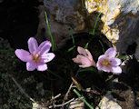 Colchicum cupanii (Mediterranean meadow saffron) - CLICK TO ENLARGE PHOTO