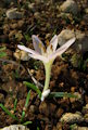 Colchicum cupanii (Mediterranean meadow saffron) - CLICK TO ENLARGE PHOTO
