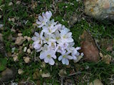 Colchicum cupanii (Mediterranean meadow saffron) - CLICK TO ENLARGE PHOTO