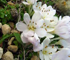 Colchicum cupanii (Mediterranean meadow saffron) - CLICK TO ENLARGE PHOTO