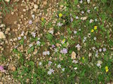 Colchicum cupanii (Mediterranean meadow saffron) - CLICK TO ENLARGE PHOTO