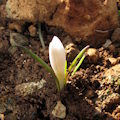 Colchicum cupanii (Mediterranean meadow saffron) - CLICK TO ENLARGE PHOTO
