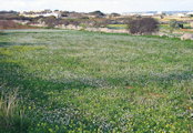 Diplotaxis erucoides (White wall rocket) - CLICK TO ENLARGE PHOTO