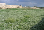 Diplotaxis erucoides (White wall rocket) - CLICK TO ENLARGE PHOTO