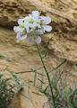Diplotaxis erucoides (White wall rocket) - CLICK TO ENLARGE PHOTO