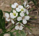 Diplotaxis erucoides (White wall rocket) - CLICK TO ENLARGE PHOTO