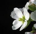 Diplotaxis erucoides (White wall rocket) - CLICK TO ENLARGE PHOTO
