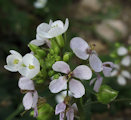 Diplotaxis erucoides (White wall rocket) - CLICK TO ENLARGE PHOTO