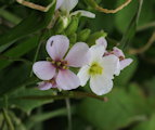 Diplotaxis erucoides (White wall rocket) - CLICK TO ENLARGE PHOTO