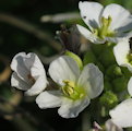 Diplotaxis erucoides (White wall rocket) - CLICK TO ENLARGE PHOTO