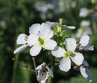 Diplotaxis erucoides (White wall rocket) - CLICK TO ENLARGE PHOTO